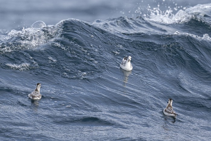 Grey Phalarope