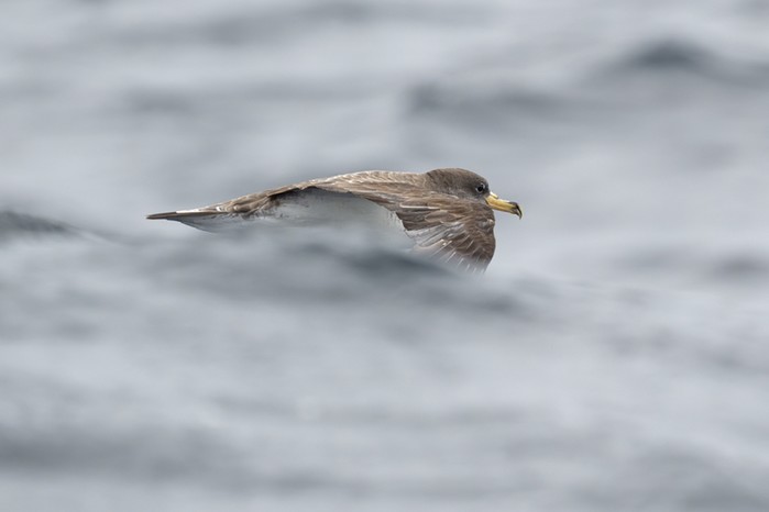 Cory's Shearwater