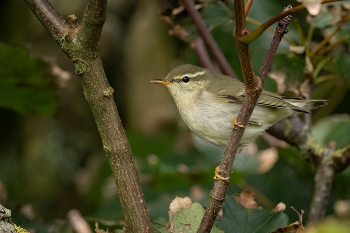 Arctic Warbler