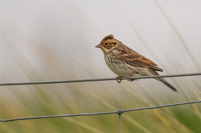 Little Bunting