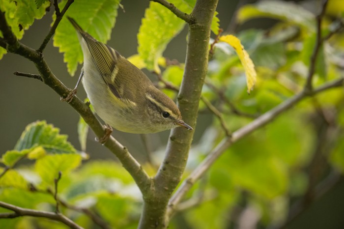 Yellow-browed Warbler