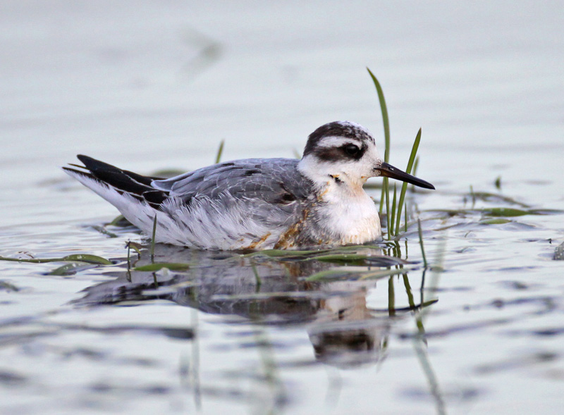 Grey Phalarope