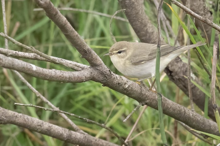 Willow Warbler