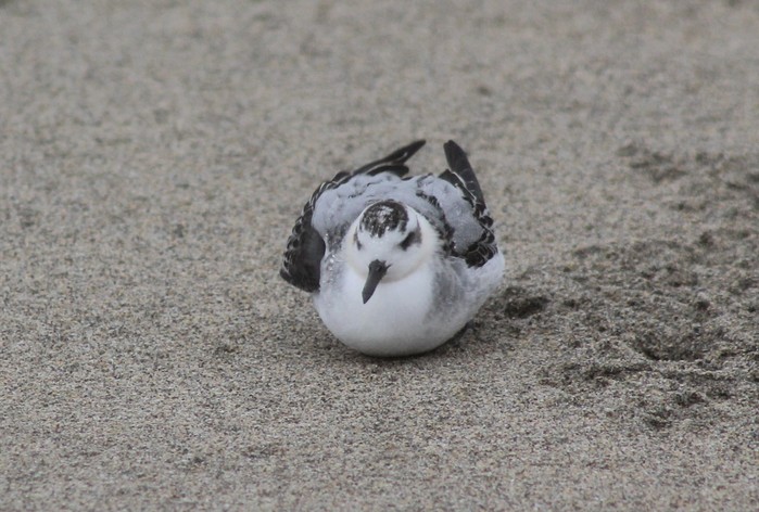 Grey Phalarope