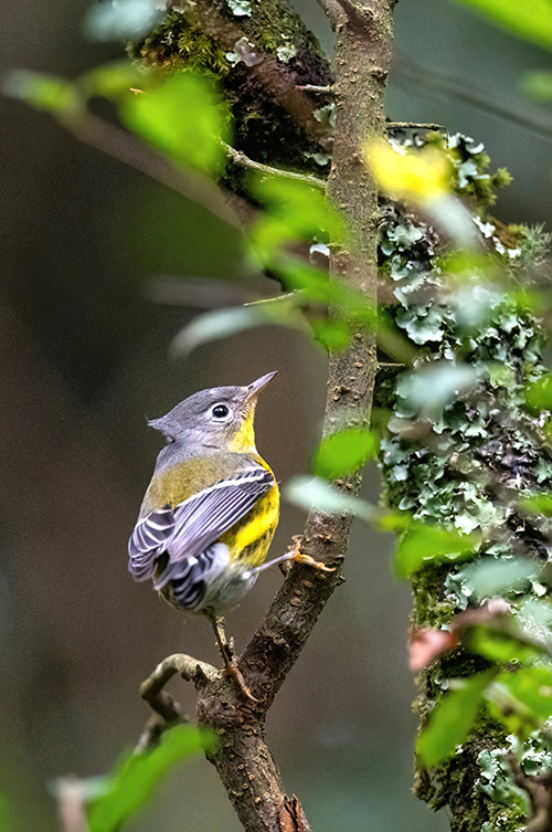 Magnolia Warbler