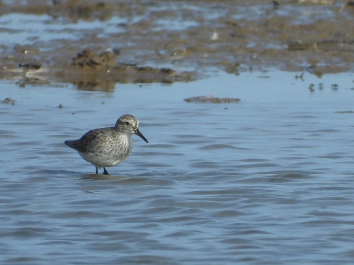 White-rumped Sandpiper