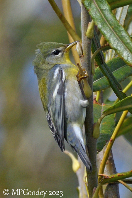 Northern Parula