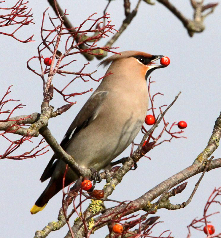 Waxwing
