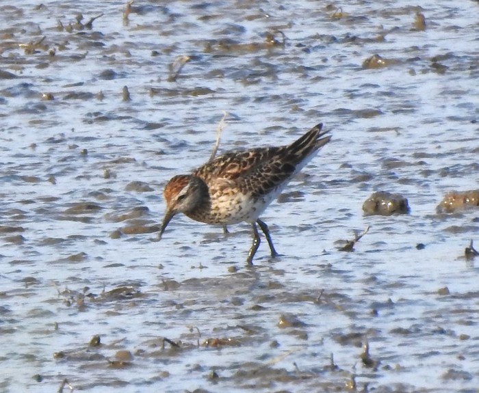 Sharp-tailed Sandpiper
