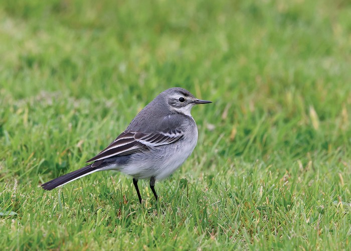 Citrine Wagtail