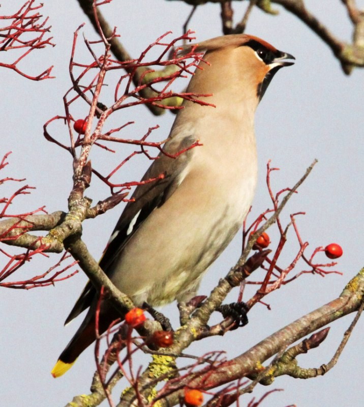Waxwing