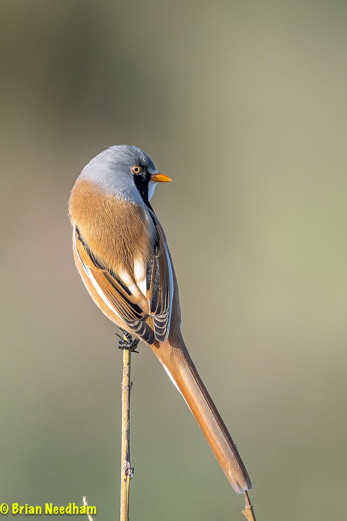 Bearded Tit