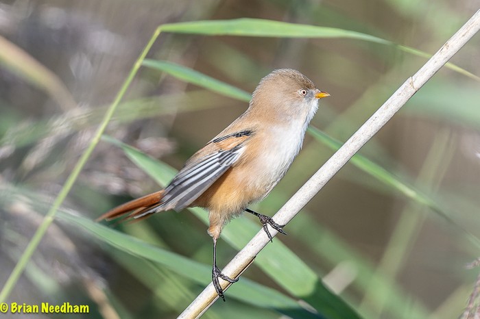 Bearded Tit