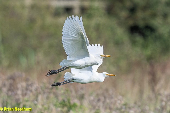 Cattle Egret