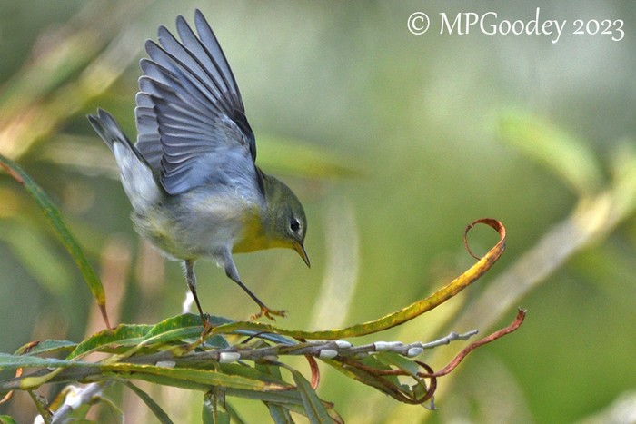 Northern Parula