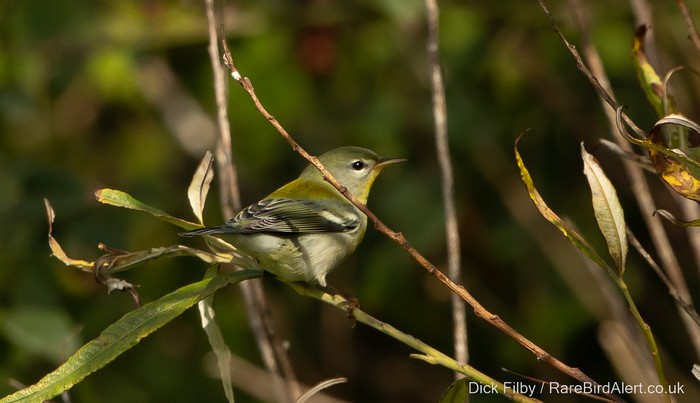 Northern Parula