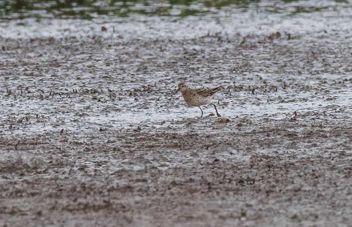 Sharp-tailed Sandpiper