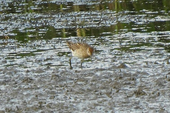 Sharp-tailed Sandpiper