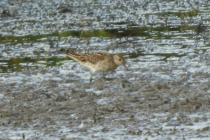 Sharp-tailed Sandpiper
