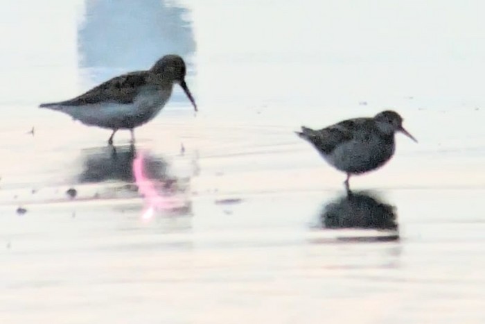Sharp-tailed Sandpiper