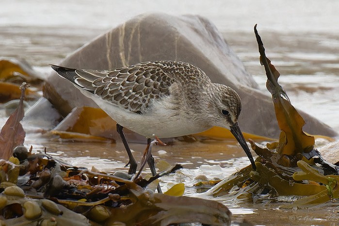 Curlew Sandpiper