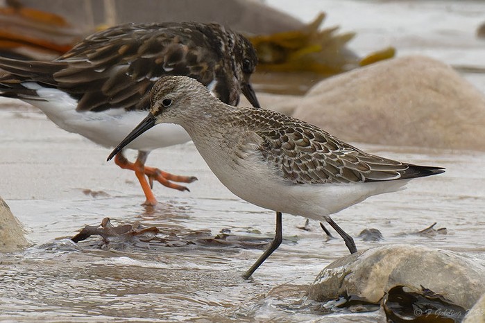 Curlew Sandpiper