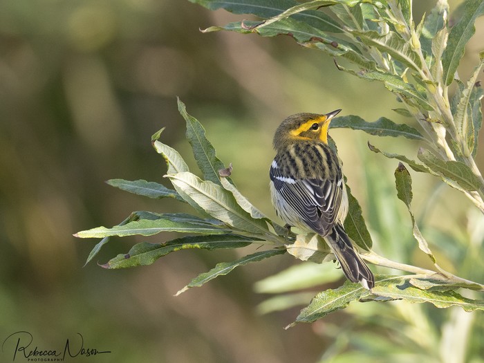 Blackburnian Warbler