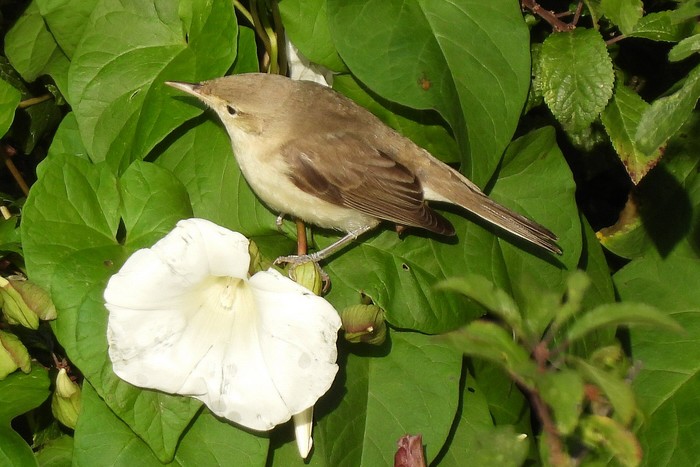Eastern Olivaceous Warbler