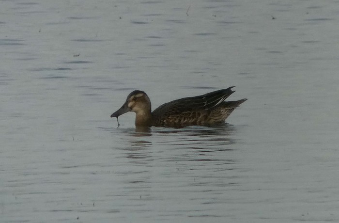 Garganey