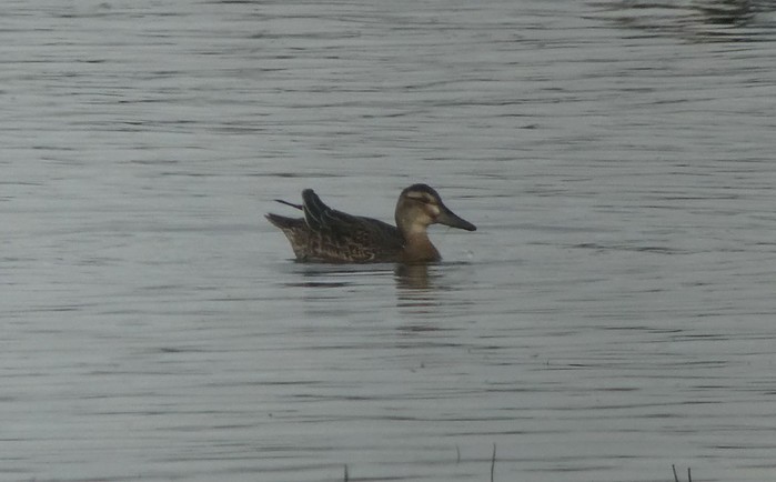 Garganey
