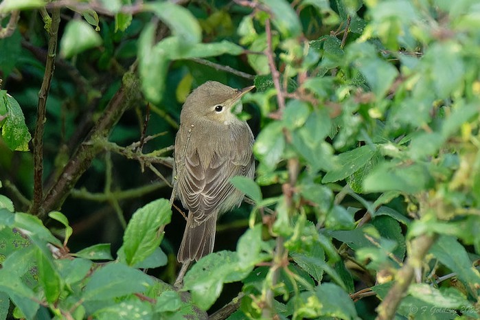 Eastern Olivaceous Warbler