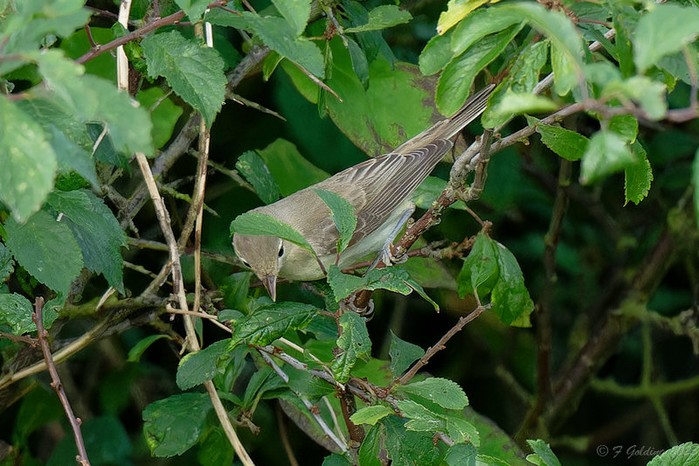 Eastern Olivaceous Warbler