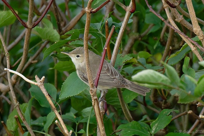 Eastern Olivaceous Warbler