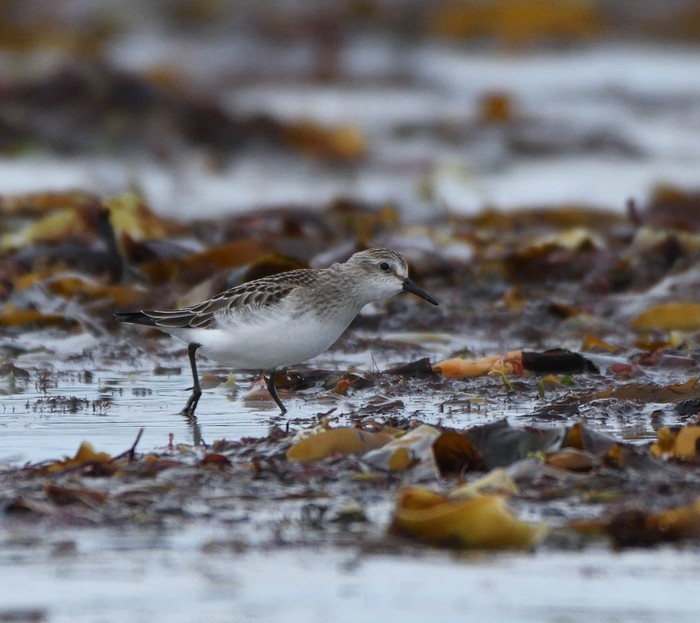 Semipalmated Sandpiper