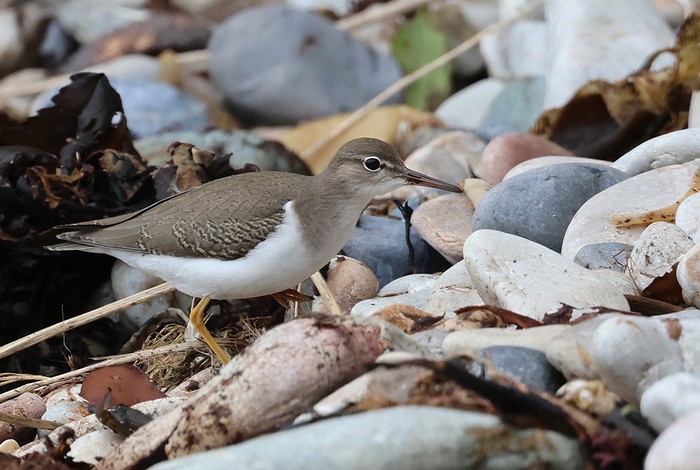 Spotted Sandpiper