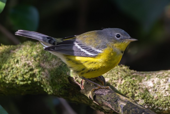 Magnolia Warbler