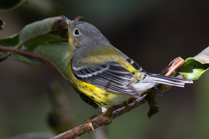 Magnolia Warbler