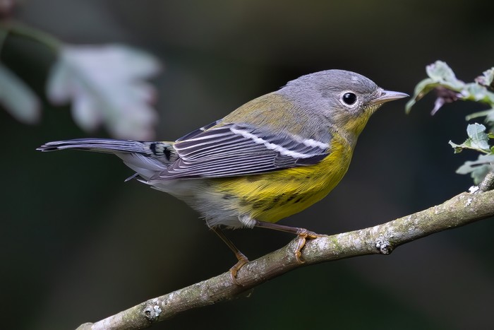 Magnolia Warbler
