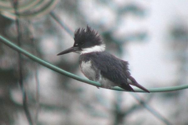 Belted Kingfisher