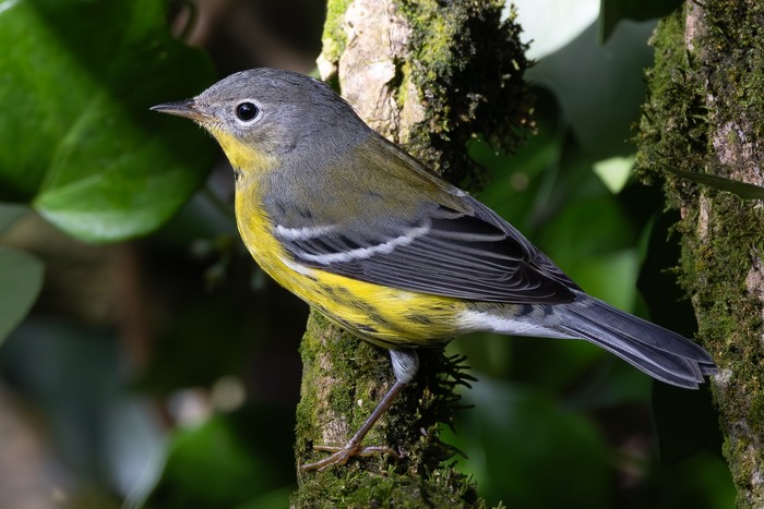 Magnolia Warbler