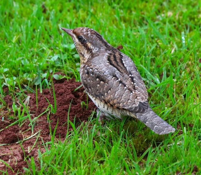 Wryneck