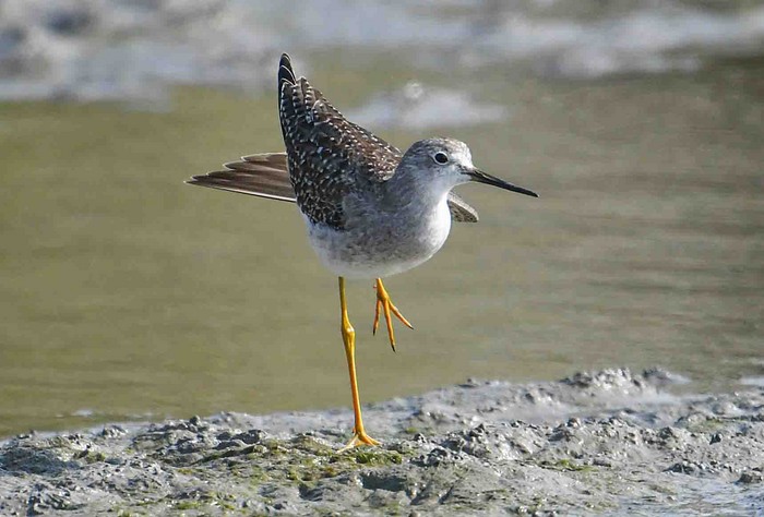 Lesser Yellowlegs