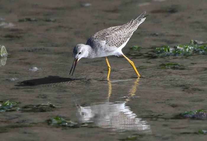 Lesser Yellowlegs