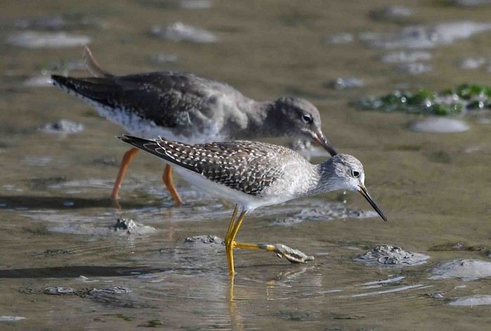 Lesser Yellowlegs