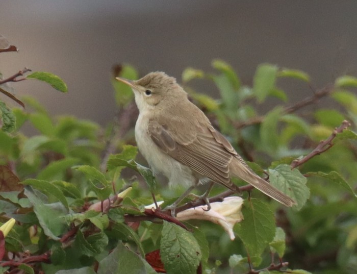 Eastern Olivaceous Warbler