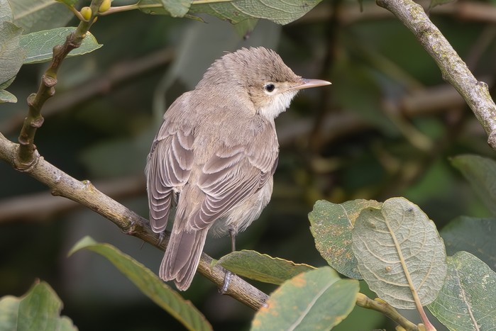 Eastern Olivaceous Warbler