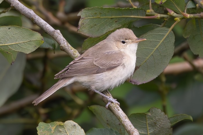Eastern Olivaceous Warbler