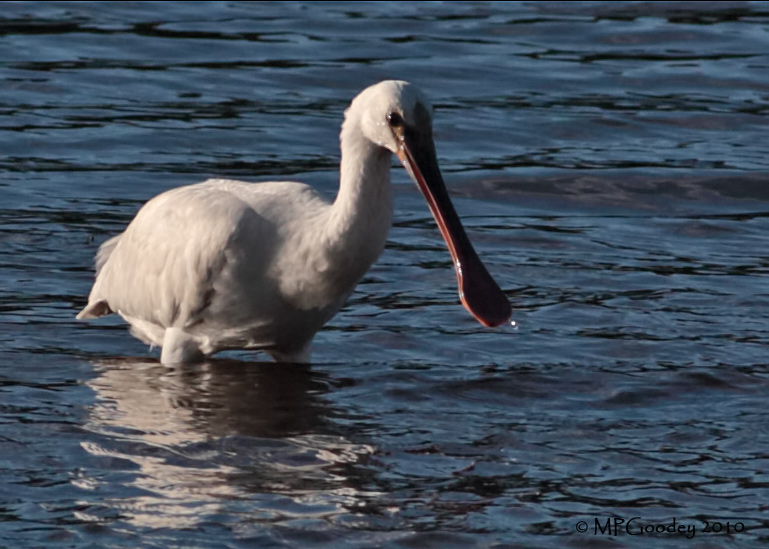 Spoonbill