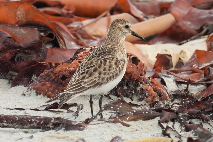Baird's Sandpiper