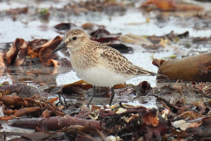 Baird's Sandpiper